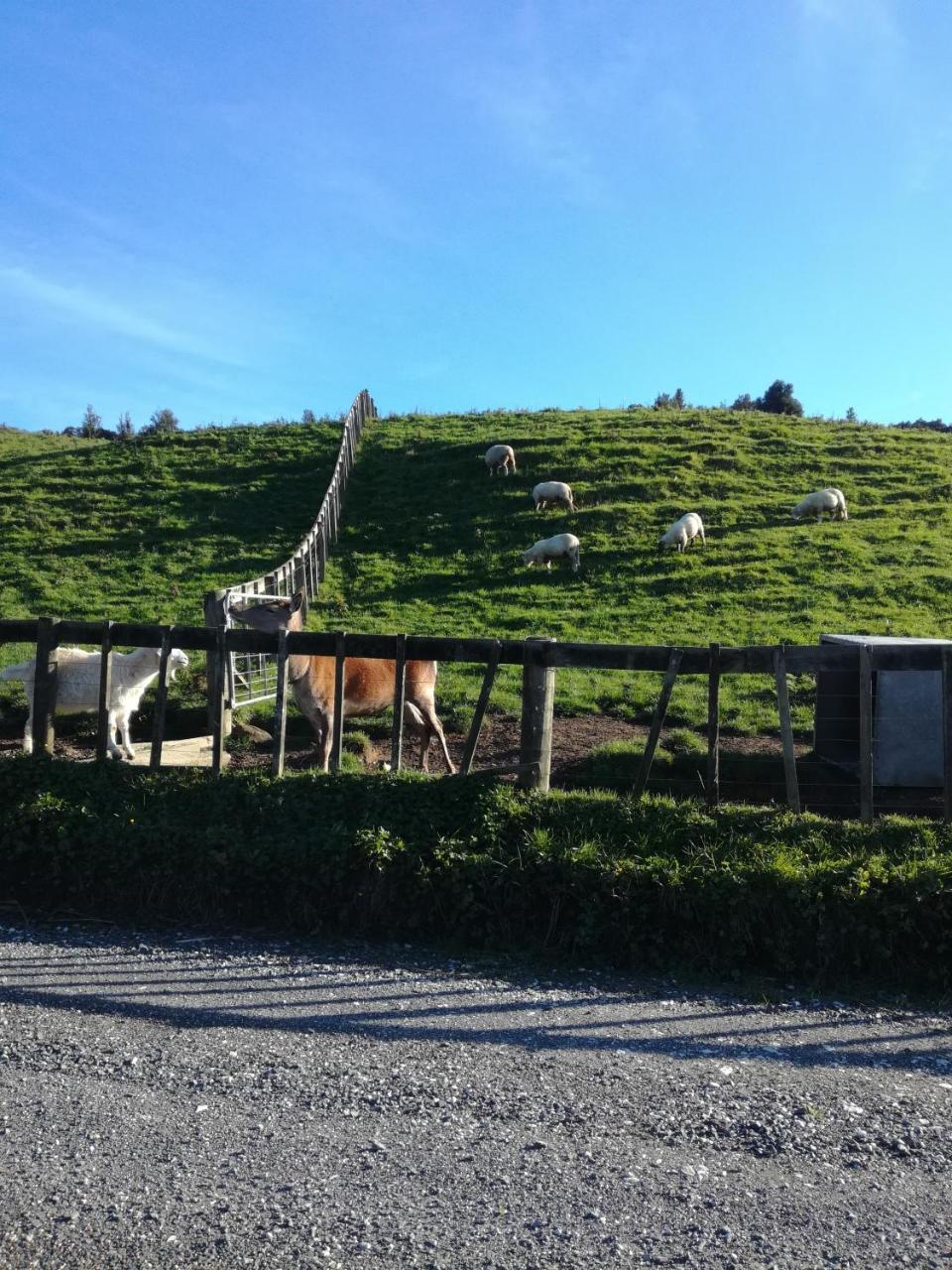 Junohall Backpackers Cuevas de Waitomo Exterior foto